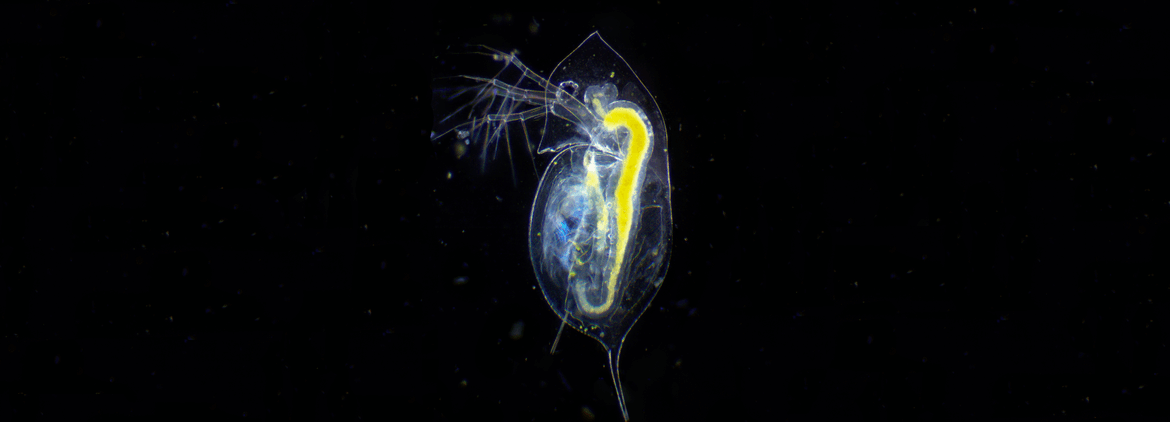 Daphnia galeata