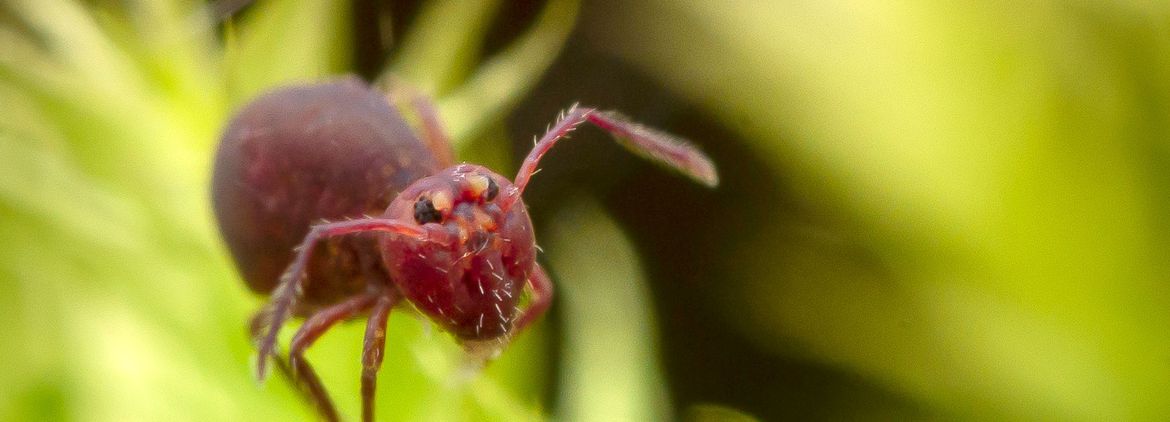 Dicyrtoma fusca (J.Lubbock, 1873), observed in Germany. Photo 2021, Alexis via iNaturalist Research-grade Observations, licensed under CC BY-NC 4.0.