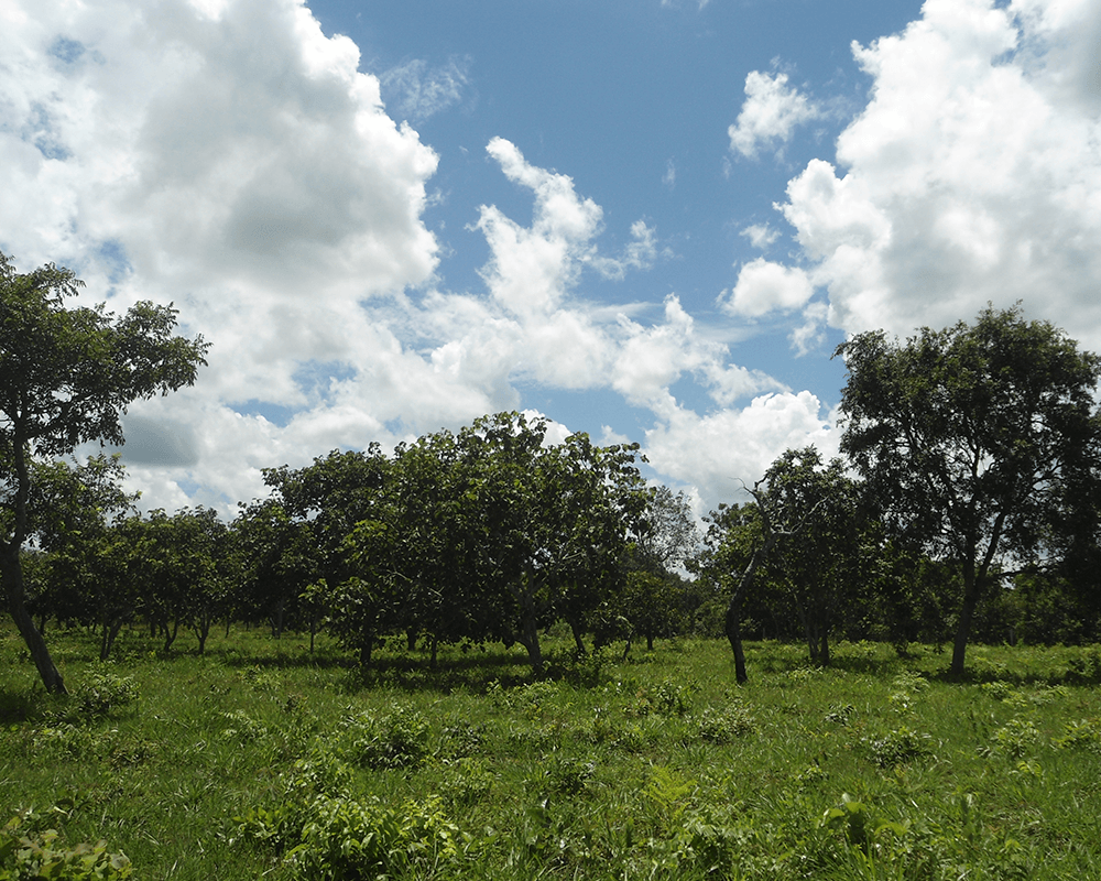 Projeto Pequi com pastagens, mostrando sombreamento consórcio do pequi com pasto, 2015