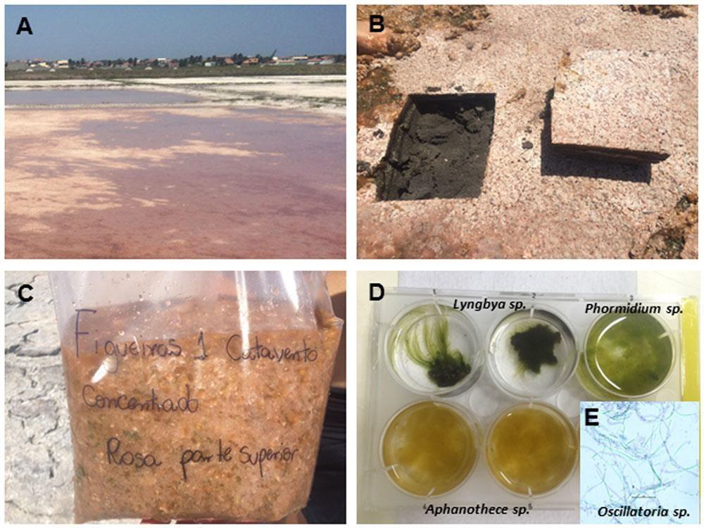 A. Amostras de cianobactérias coletadas na Figueira;  B. recorte do solo; C.  parte superior da camada do solo contendo o homogenato de cianobactérias; D. cultura unialgal mostrando os tipos isolados macroscopicamente:<em>Phormidium sp. Lyngbya sp. e Aphanothece</em> sp.; E. microscopicamente a cianobactéria <em>Oscillatoria</em> sp. 